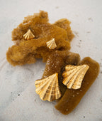 Mini Coastal Curve Shell Earrings