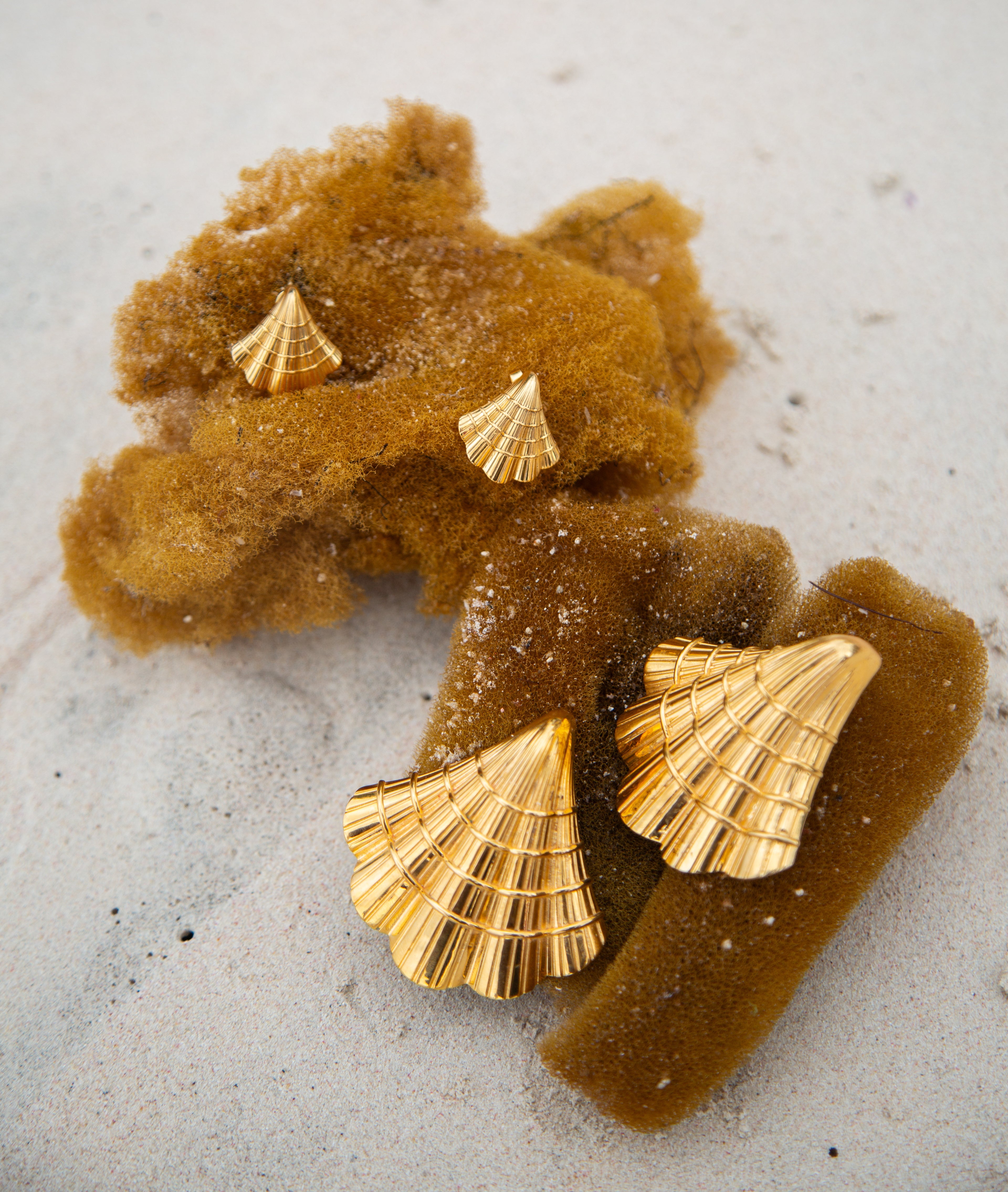 Mini Coastal Curve Shell Earrings