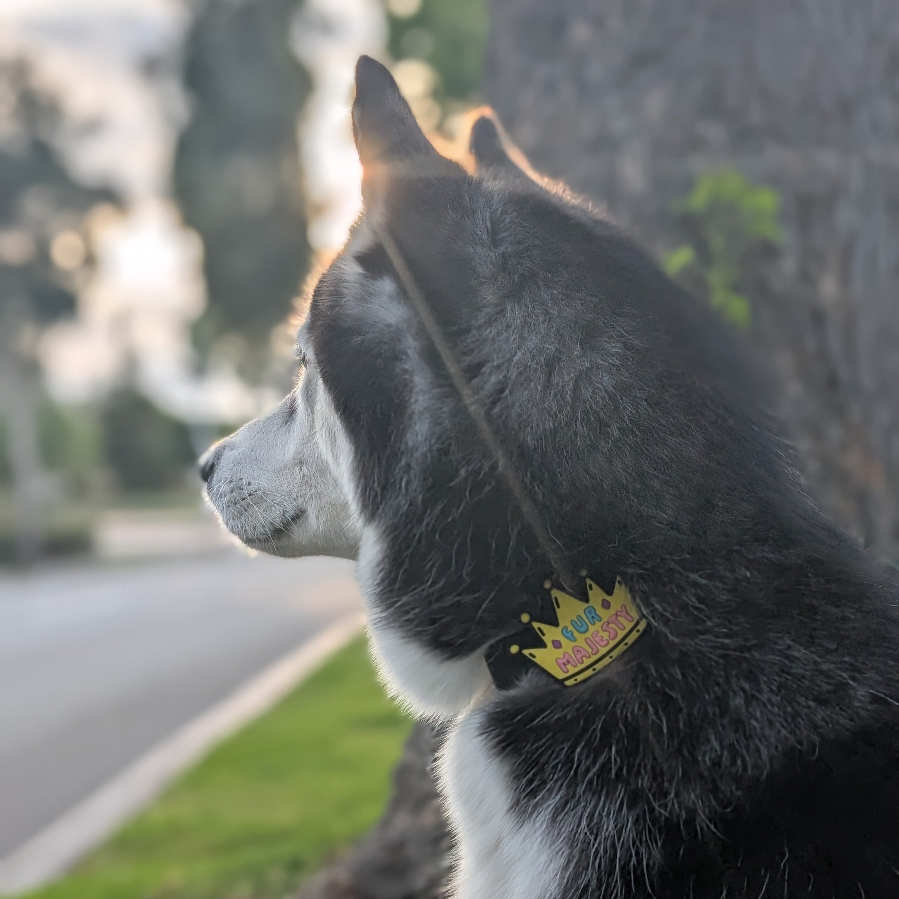 Fur Majesty Dog Jiby